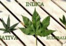 What’s the Difference between Types of Weed (Indica, Sativa, Hybrid) and the Various Strains?